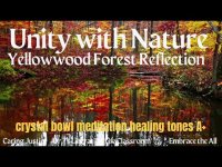 Unity with Nature: Yellow Wood Forest Reflection