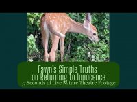 Fawn's Simple Truths on Returning to Innocence- 37 Seconds of Live Nature Theater Footage Fawn's Simple Truths on Returning to Innocence- 37 Seconds of Live Nature Theater Footage
