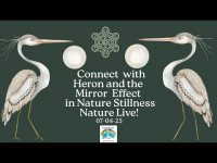 Connect with Heron and the Mirror Effect in NatureReal Stillness with Nature Footage! Connect with Heron and the Mirror Effect in NatureReal Stillness with Nature Footage!