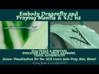 Praying Mantis Praying Mantis