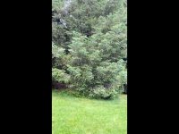 Beautiful Birdsong of the Dancing Evergreen Tree (loopable) Nature Sites and Sounds for Wellness Beautiful Birdsong of the Dancing Evergreen Tree (loopable) Nature Sites and Sounds for Wellness