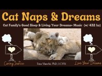 Cat Naps & Dreams: Cat Family's Good Sleep &Living Your Dreams+ Music (w/ 432 hz) LOOPABLE