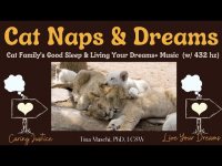 Cat Naps & Dreams: Cat Family's Good Sleep &Living Your Dreams+ Music (w/ 432 hz) LOOPABLE Cat Naps & Dreams: Cat Family's Good Sleep &Living Your Dreams+ Music (w/ 432 hz) LOOPABLE
