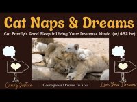 Cat Naps & Dreams-Cat Family's Good Sleep & Living Your Dreams+ Music (w/ 432 hz) Cat Naps & Dreams-Cat Family's Good Sleep & Living Your Dreams+ Music (w/ 432 hz)