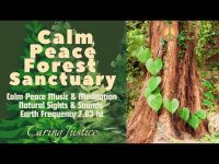Calm Peace Forest Sanctuary Music & Meditotion with Nature Sights & Sounds& Earth Frequency-7.83 hz Calm Peace Forest Sanctuary Music & Meditotion with Nature Sights & Sounds& Earth Frequency-7.83 hz