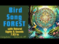 Bird Song Forest with Nature Sights and Sound and Earth Frequency 7.83 hz for grounding & cleansing Bird Song Forest with Nature Sights and Sound and Earth Frequency 7.83 hz for grounding & cleansing