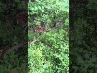 Fun Play with Fawn Nature Gaming: Follow 2 Polka Dot Fawns & Then See Them Follow You! WatchWow! Fun Play with Fawn Nature Gaming: Follow 2 Polka Dot Fawns & Then See Them Follow You! WatchWow!